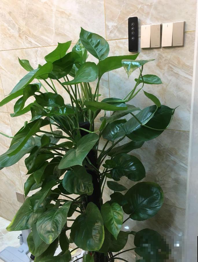 绿萝养久了,居然变成了龟背竹,还开背了? 绿萝养久了,居然变成了龟背竹,还开背了?