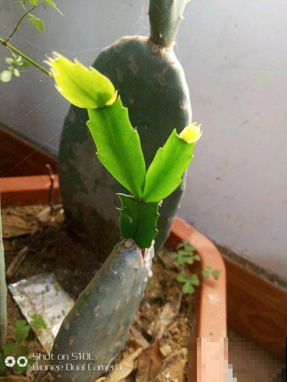 蟹爪兰就得现在嫁接,高温高湿,三两天就活了! 蟹爪兰就得现在嫁接,高温高湿,三两天就活了!