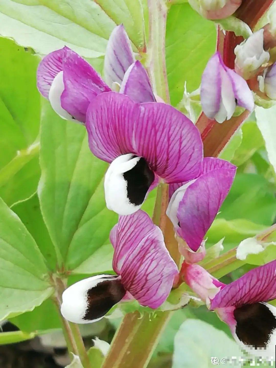 农村养出的“宝藏”花,精致可爱,一点也不土气! 农村养出的“宝藏”花,精致可爱,一点也不土气!