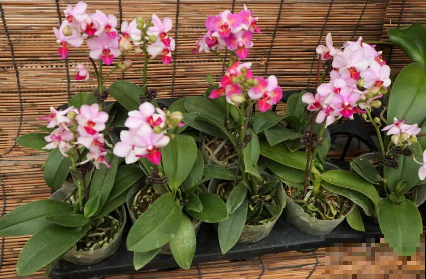 秋天养盆蝴蝶兰，种出年宵花，省钱到家了！