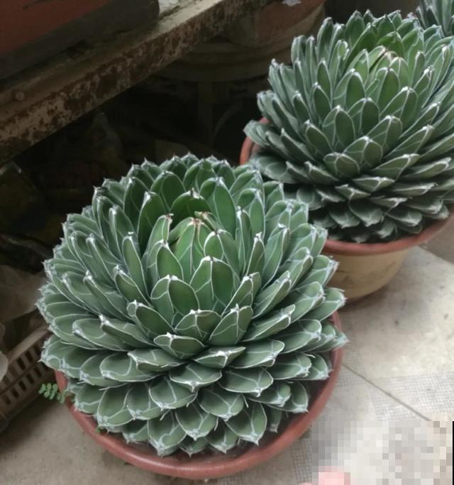 寿命最长的花，10岁养到100岁，够你养一辈子！