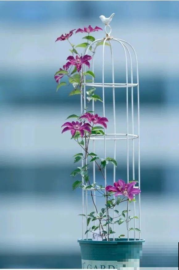 我在公司养300盆花，老板没批评，还帮忙拍照！