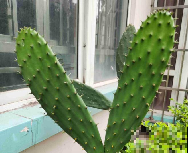 一句诗一种花,根据诗句猜花名,全猜对的是个文化人 一句诗一种花,根据诗句猜花名,全猜对的是个文化人