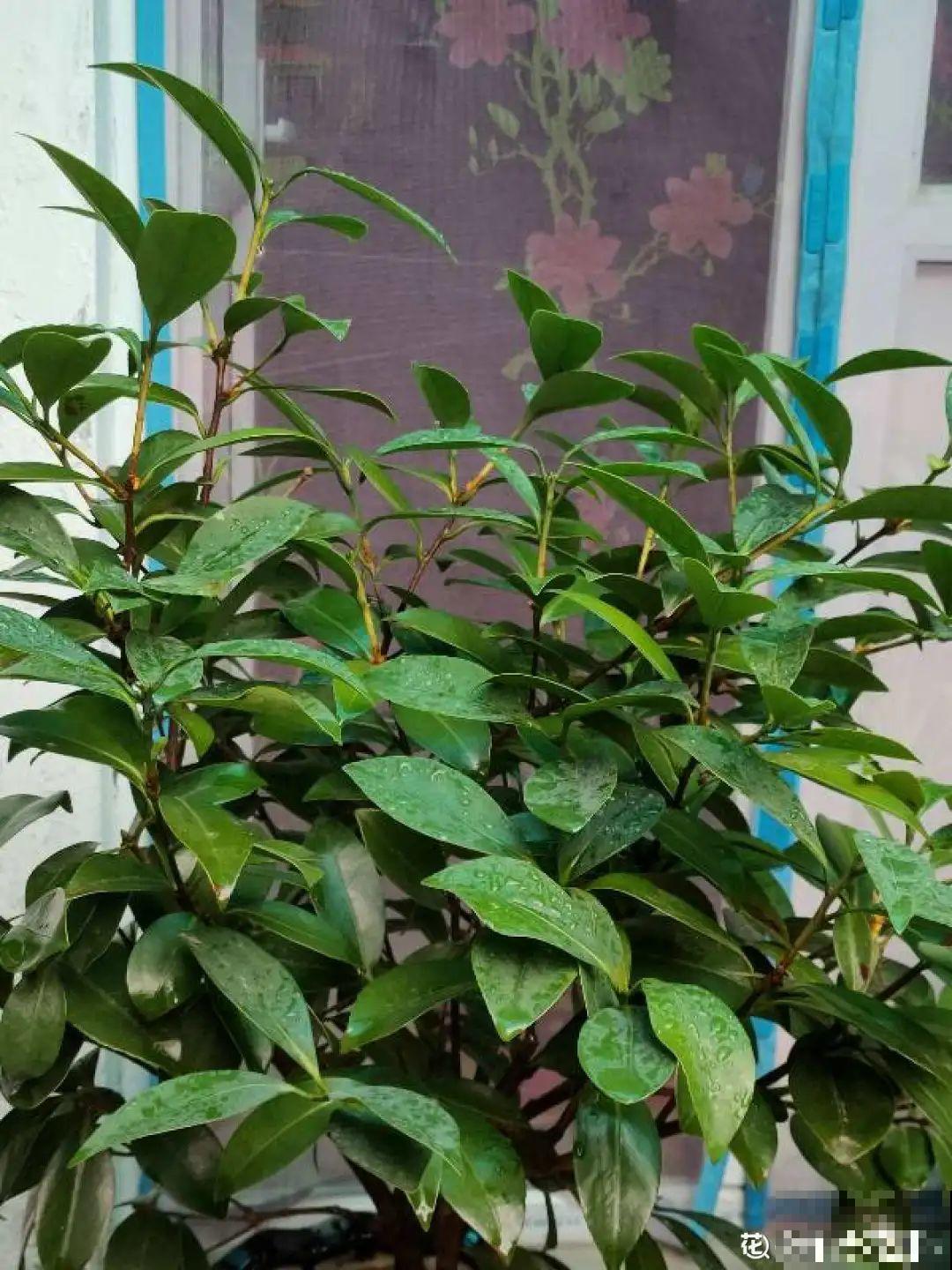 大家都爱养的花，其实只能秋天种，错过季节养不活！