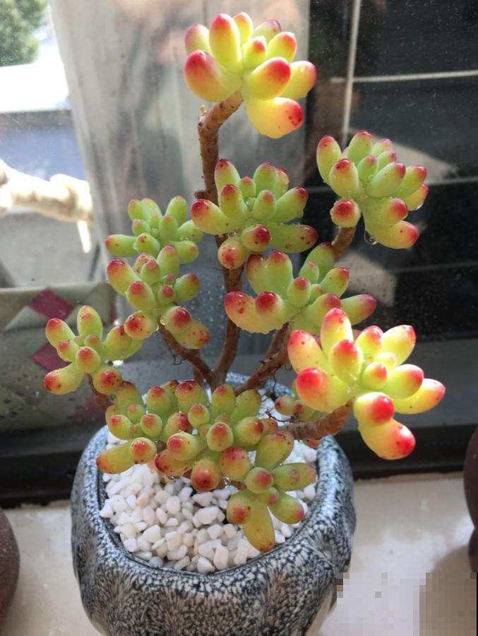 多肉叶插方法详解,一片叶子,就能让你变大户! 多肉叶插方法详解,一片叶子,就能让你变大户!