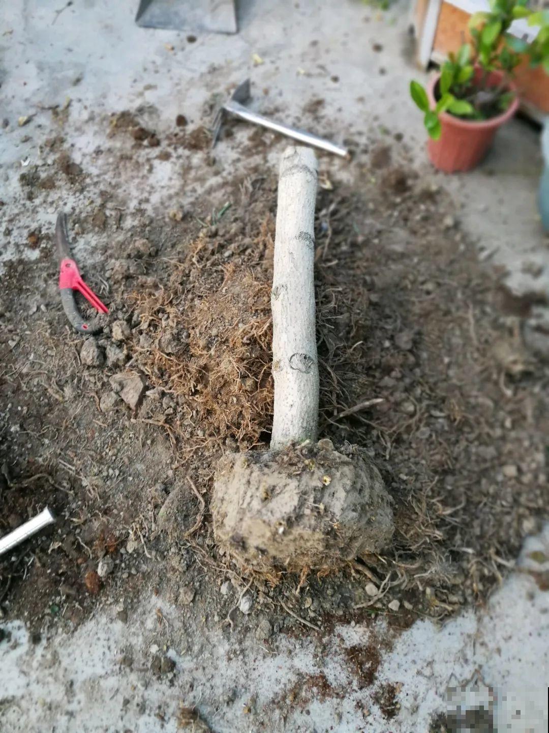 幸福树长太高，拦腰砍1刀，效果竟然这么好！