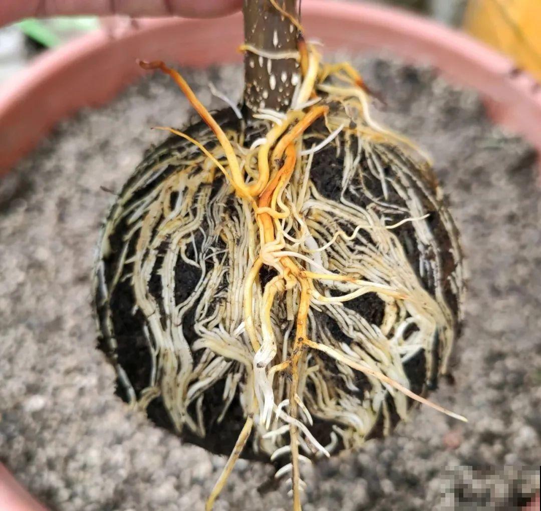 枝条不用扦插也能繁殖，环割一圈裹上土，塑料袋一包就能长根