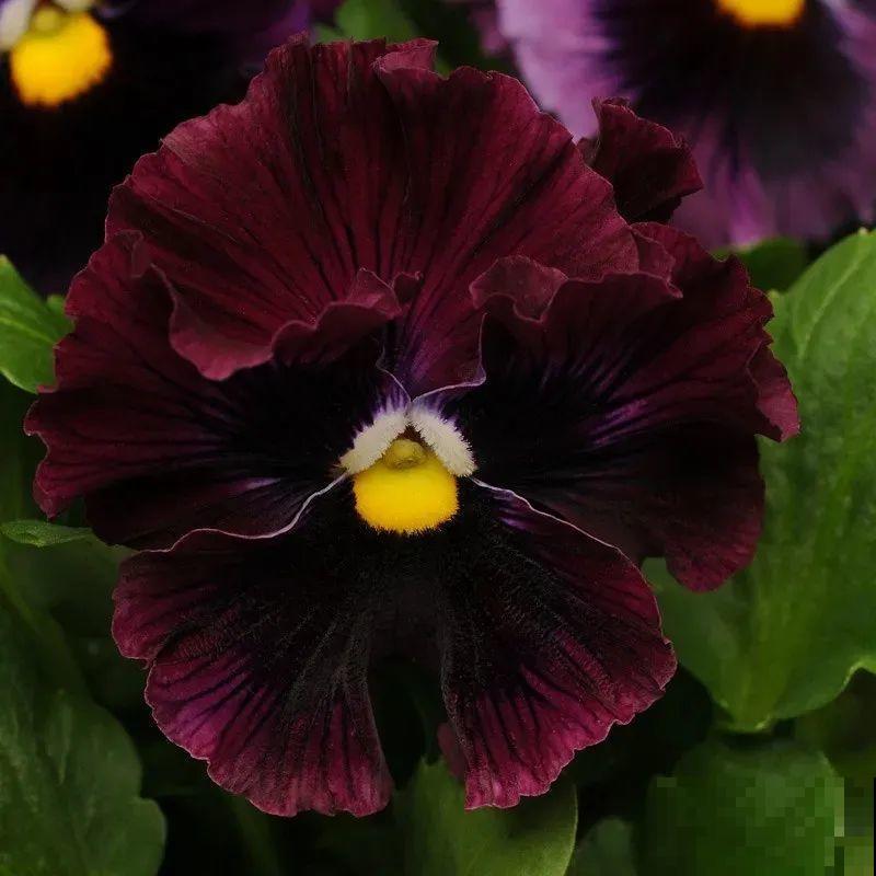 三色堇简直是开花机器,一盆能开3个色,阳台开出花彩虹! 三色堇简直是开花机器,一盆能开3个色,阳台开出花彩虹!