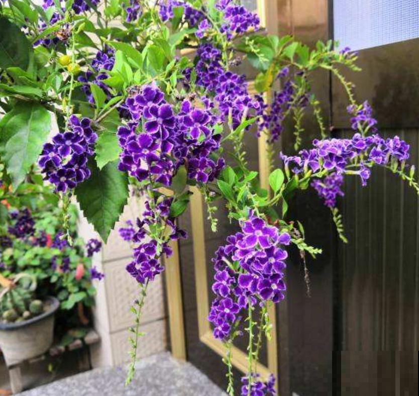 “紫美人”蕾丝金露花,紫得发亮,养成花帘美爆了! “紫美人”蕾丝金露花,紫得发亮,养成花帘美爆了!