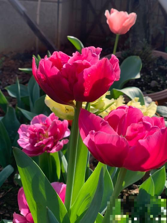 初入花坑,就选这些懒人花,种一次开好几个月! 初入花坑,就选这些懒人花,种一次开好几个月!