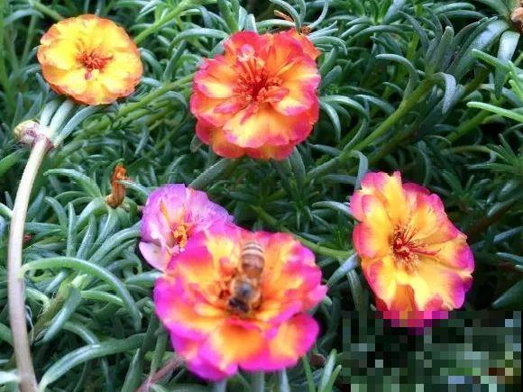 花开完别剪,再等15天,能收上千粒种子! 花开完别剪,再等15天,能收上千粒种子!