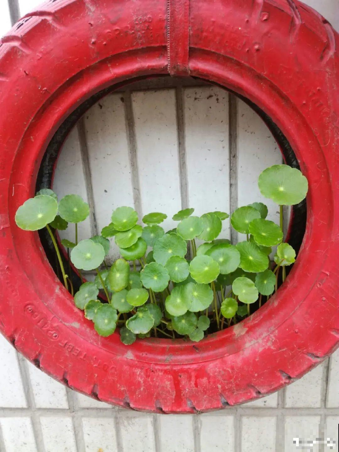 家里4个角落别浪费，分别养些好看的花，一年就能变花园！