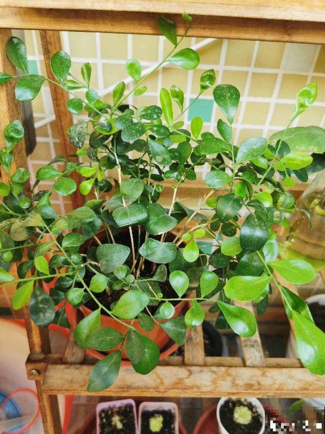 立秋后养花,8个注意事项,把花养的像白菜! 立秋后养花,8个注意事项,把花养的像白菜!