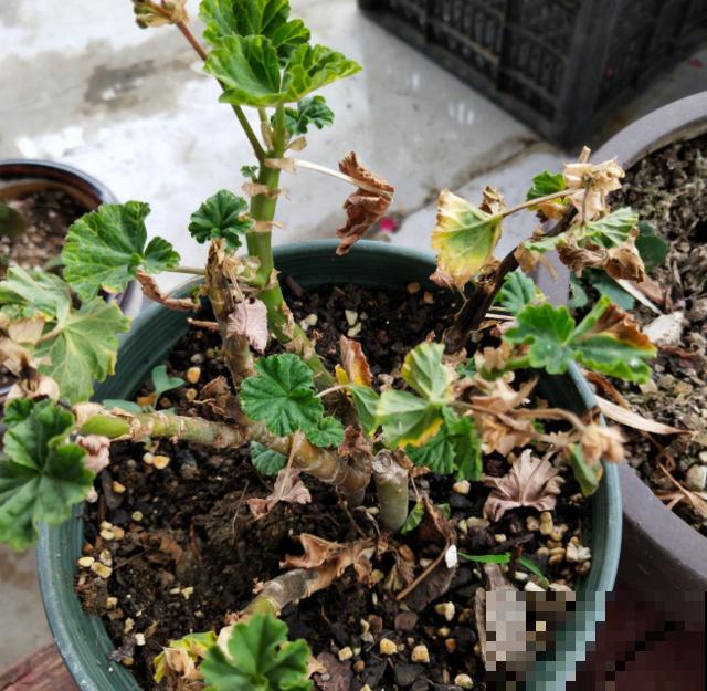 秋天养花就得折腾,修剪换盆施肥,一个工作都不能少! 秋天养花就得折腾,修剪换盆施肥,一个工作都不能少!