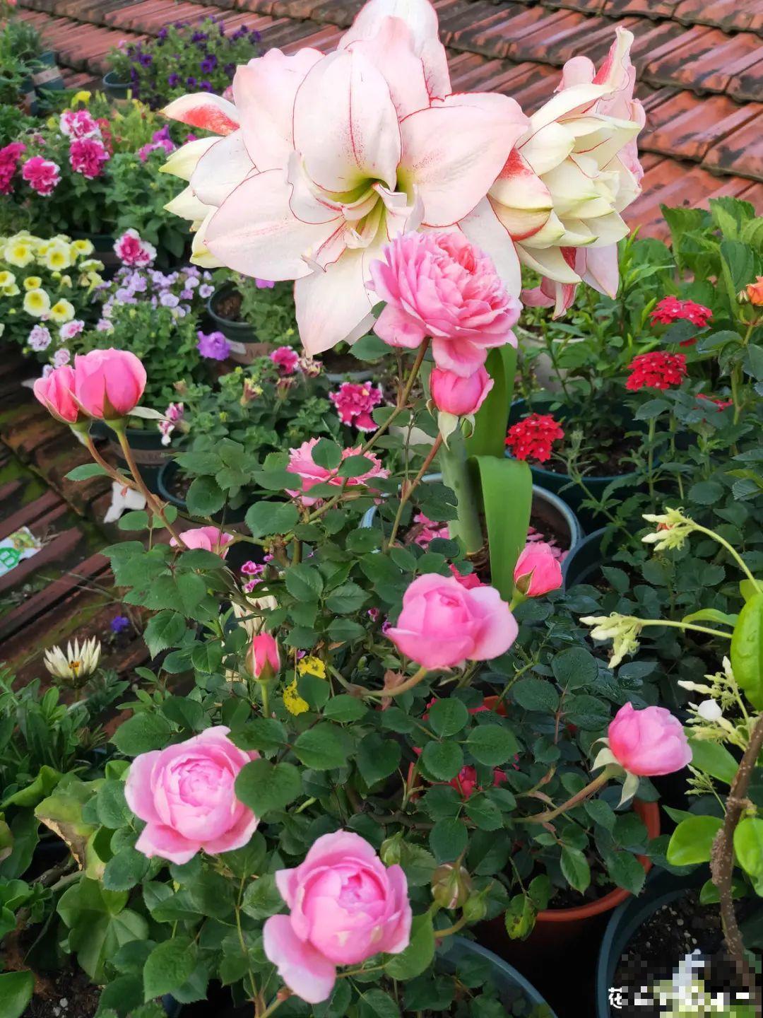 她在屋檐上养花，每天爬上爬下，乐在其中！