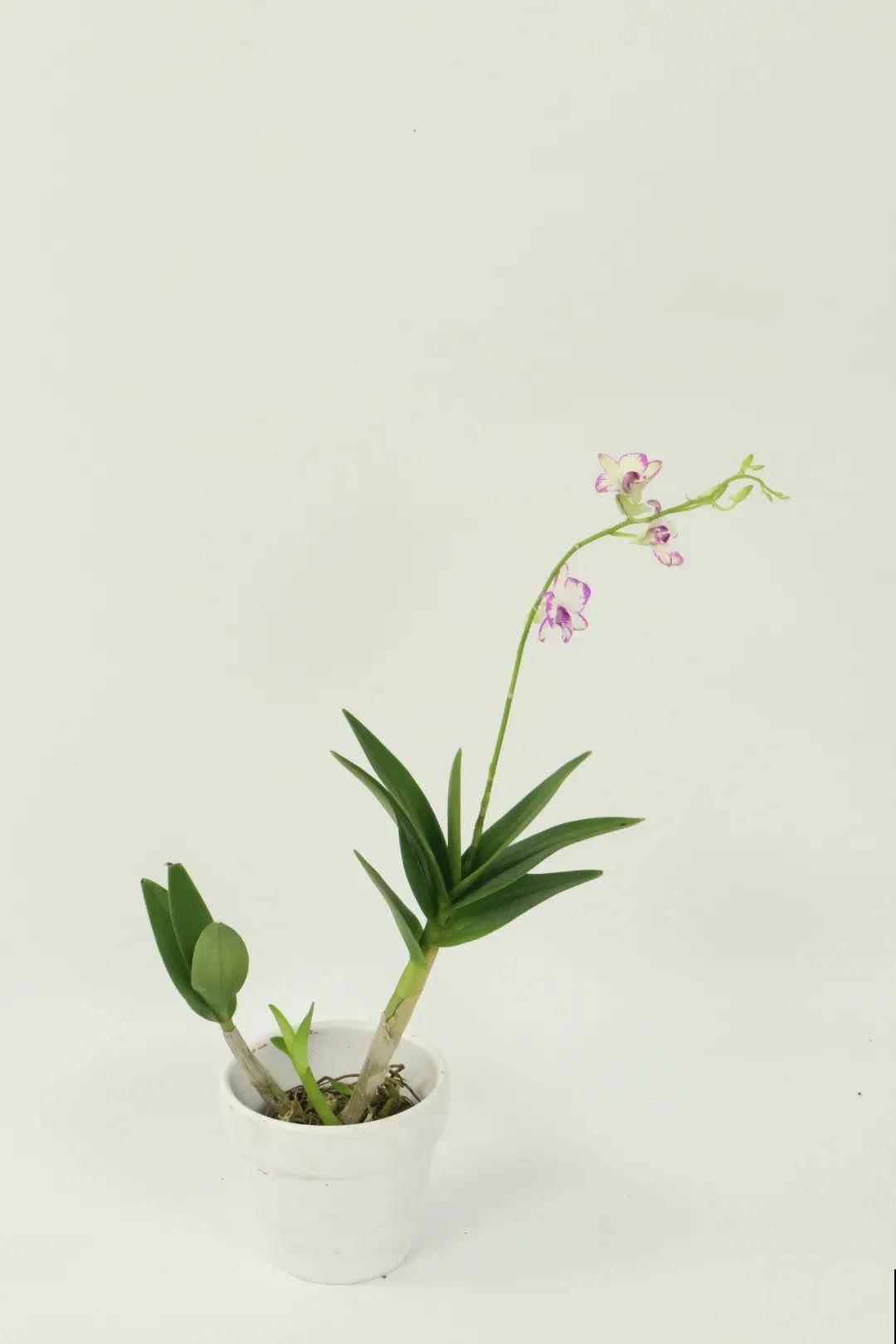 1种花名字美翻天，开花时间长，花量超大