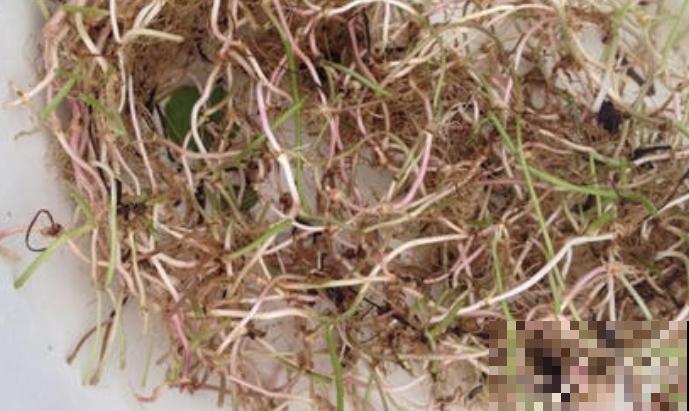 养这3种花,千万别买种子,十有八九是假的! 养这3种花,千万别买种子,十有八九是假的!