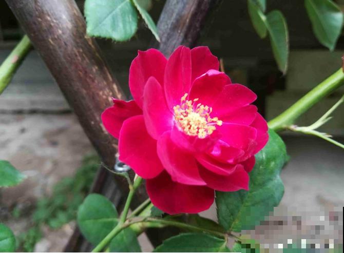 真相:花总烂根的罪魁祸首,就是这玩意! 真相:花总烂根的罪魁祸首,就是这玩意!