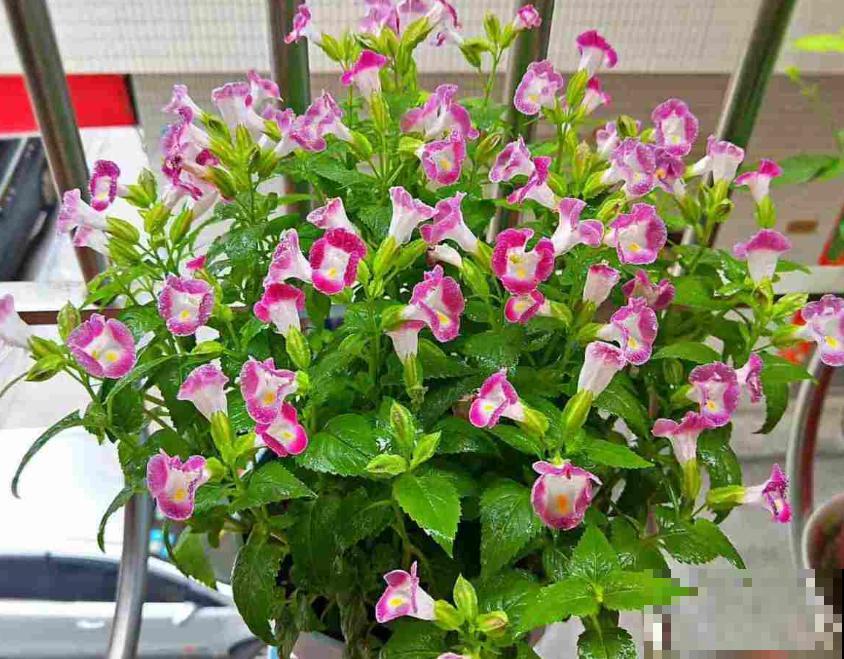 20种秋天开花的植物,外出看到,记得拍照欣赏! 20种秋天开花的植物,外出看到,记得拍照欣赏!