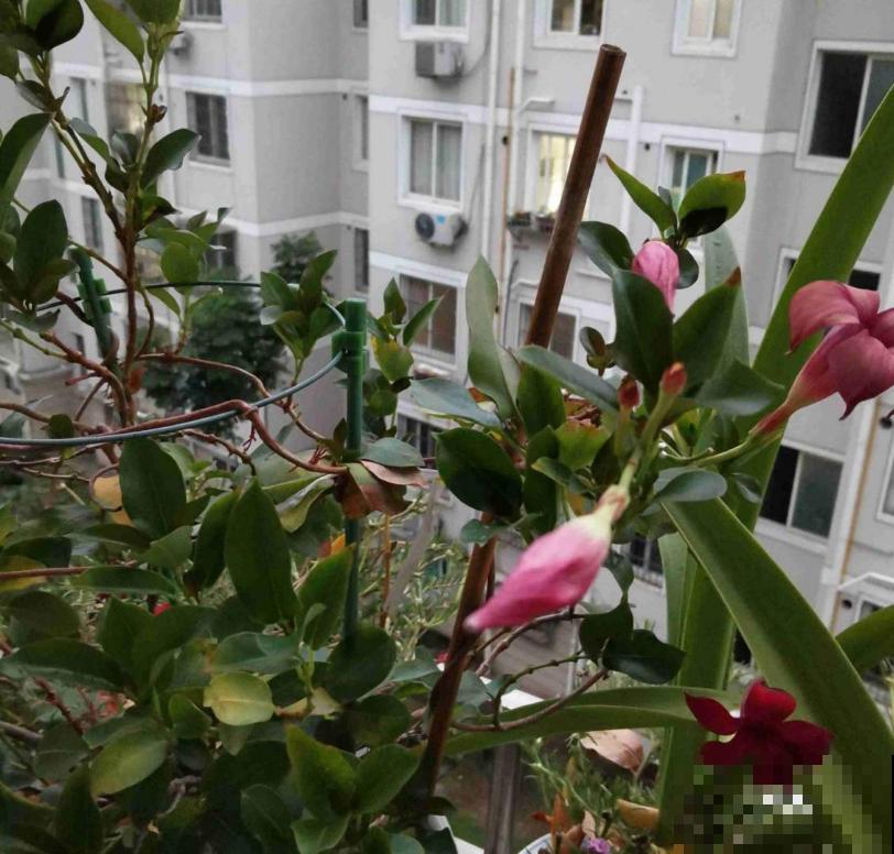 “开花机器”双腺藤,好看还爱爬墙,一年四季开花不停! “开花机器”双腺藤,好看还爱爬墙,一年四季开花不停!