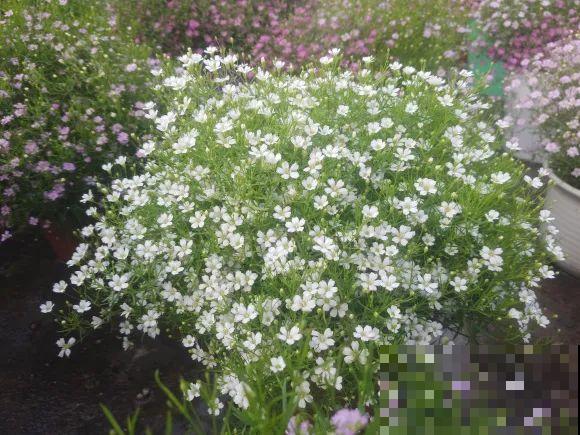 种花赚钱？要是有块地，真的发财了！