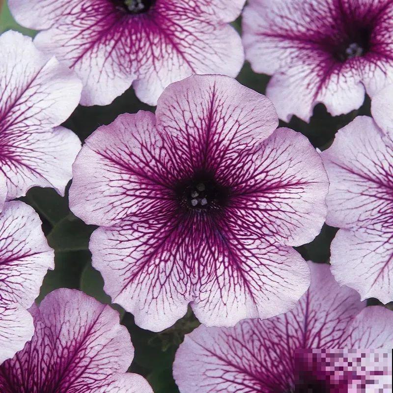 立秋后就养它，下个月爆盆，开花5、6次！