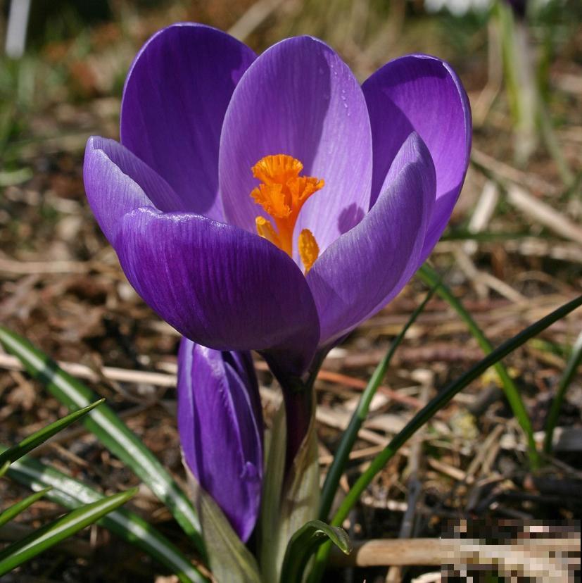 比黄金还珍贵的藏红花,其实在家就能种,三个月就开花! 比黄金还珍贵的藏红花,其实在家就能种,三个月就开花!