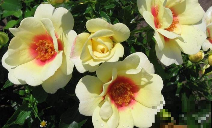 8款眼睛月季,花型独特,还有好闻的香味! 8款眼睛月季,花型独特,还有好闻的香味!