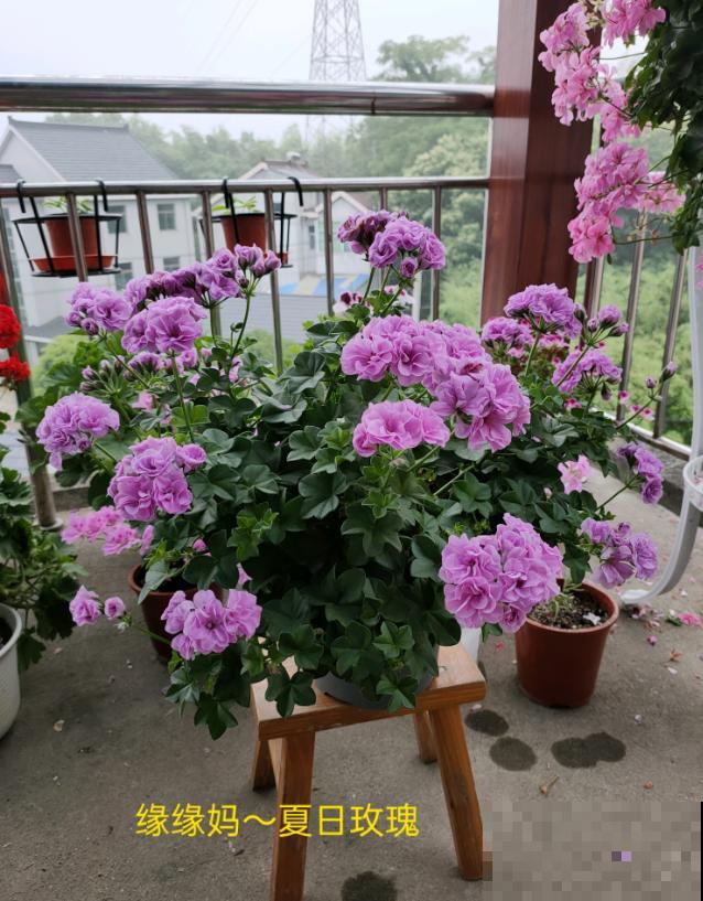 天竺葵最美的20个品种,不养一盆,对不起自己! 天竺葵最美的20个品种,不养一盆,对不起自己!