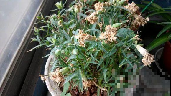 一次性的花，秋天开完就扔了，别浪费时间！