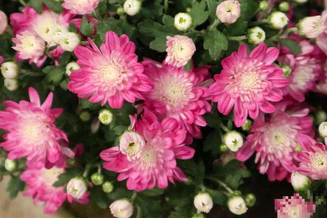 9月后就养这些花,比绿萝好养,疯狂开花到明年! 9月后就养这些花,比绿萝好养,疯狂开花到明年!