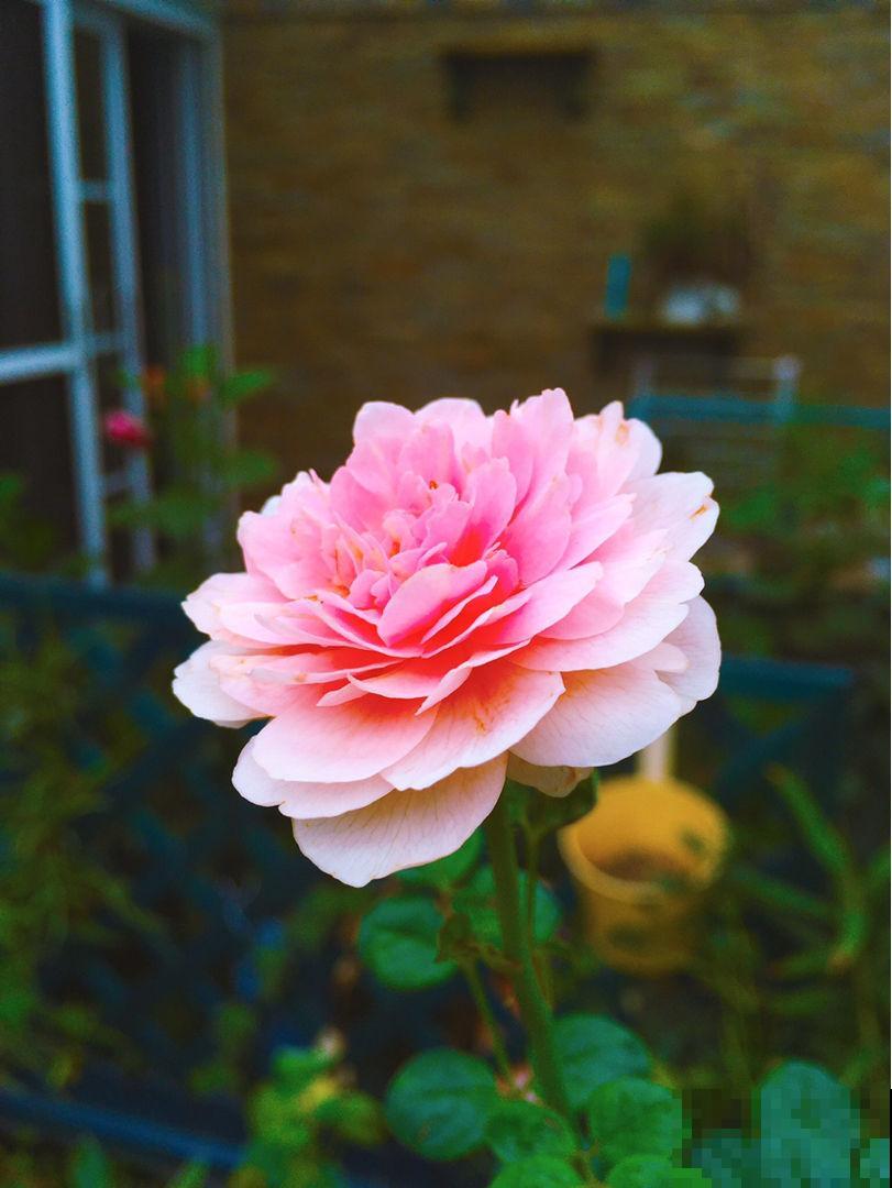 养花5年，我好像变穷了，到底为啥？