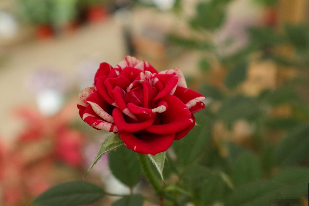 月季到了秋天开始“欢腾”,要抓好施时机,花苞才能砰砰冒不停 月季到了秋天开始“欢腾”,要抓好施时机,花苞才能砰砰冒不停