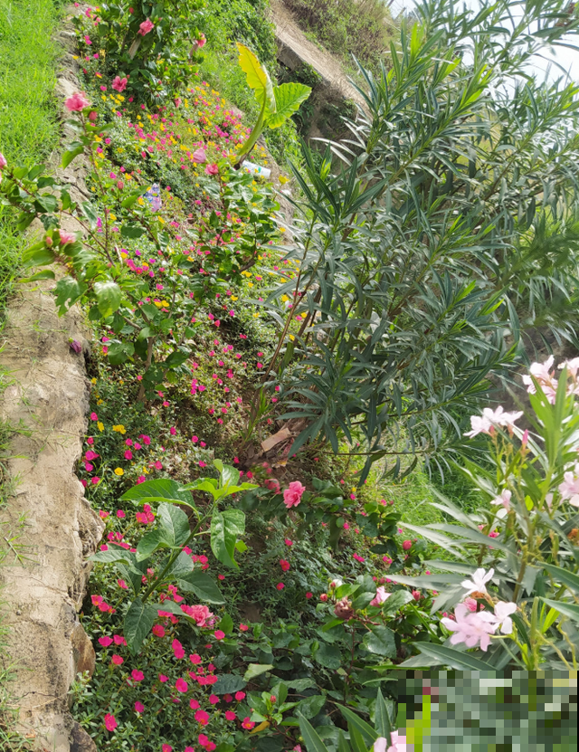 七旬老人，花6年时间在江边造花园，大风大浪都不怕！