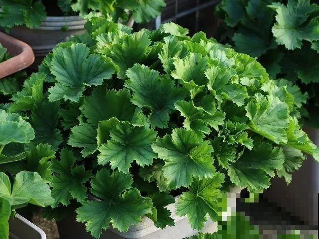 8种花,养小不养老,越老开花越少! 8种花,养小不养老,越老开花越少!