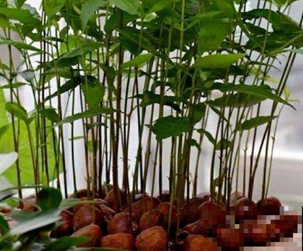 吃不完的板栗别扔,找个花盆种下,长出可爱小盆栽! 吃不完的板栗别扔,找个花盆种下,长出可爱小盆栽!