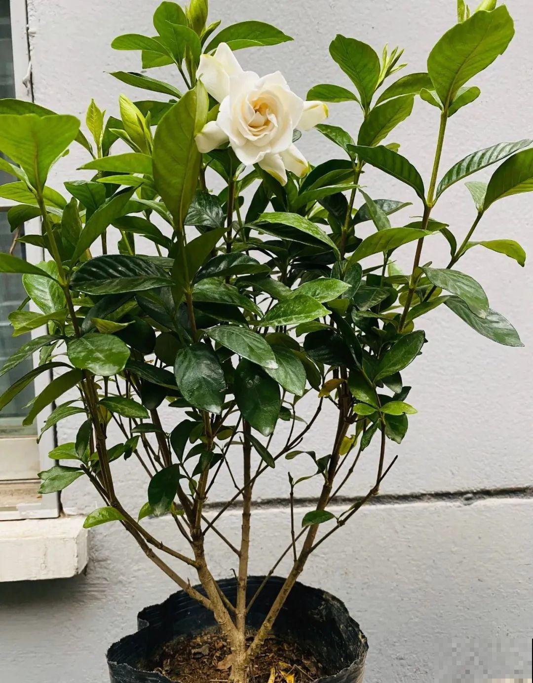 秋凉容易生虫子，月季招来害虫，必须赶紧换盆