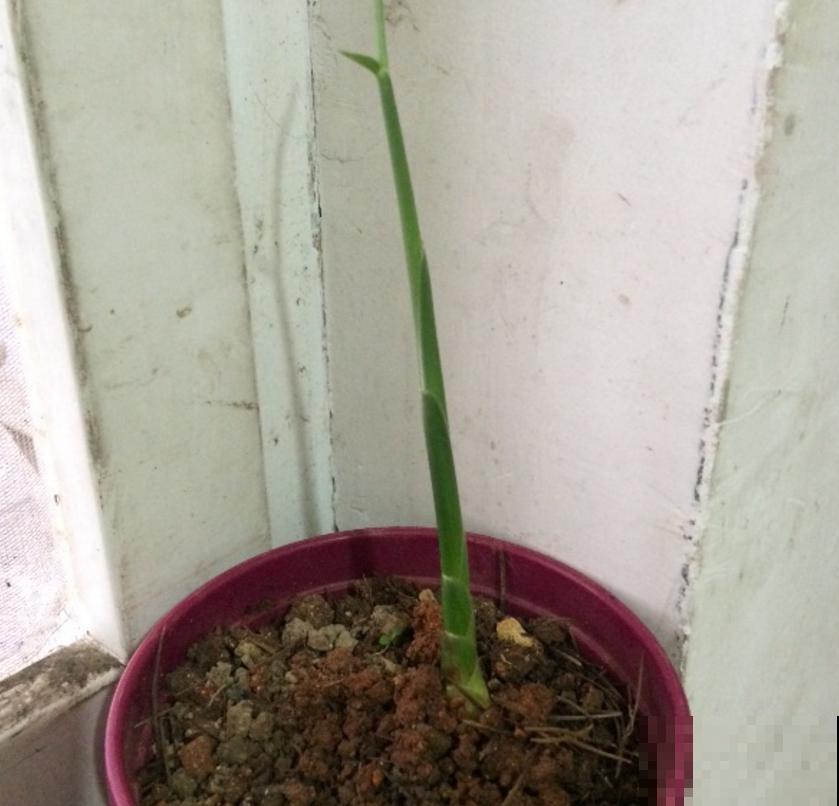 发芽的生姜不要扔,埋到花盆里,叶子绿油油! 发芽的生姜不要扔,埋到花盆里,叶子绿油油!