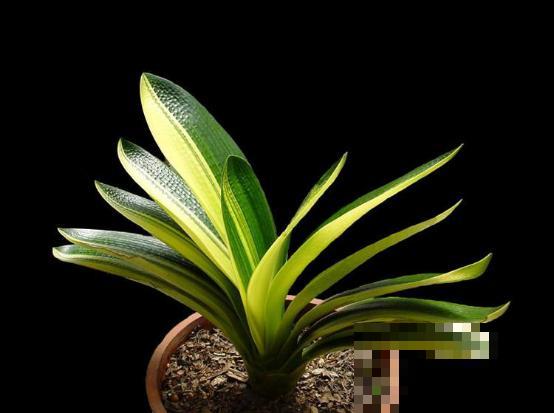 有些花名字叫兰，其实跟兰花没一毛钱关系，别搞错了！