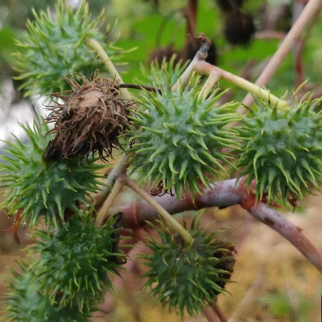 38种入侵植物,全村出来挖,挖完又长一大片 38种入侵植物,全村出来挖,挖完又长一大片