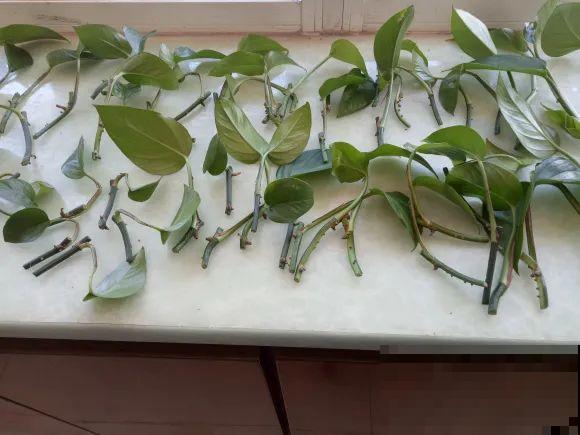 8种花换盆,换好了生一堆,换错立马死! 8种花换盆,换好了生一堆,换错立马死!