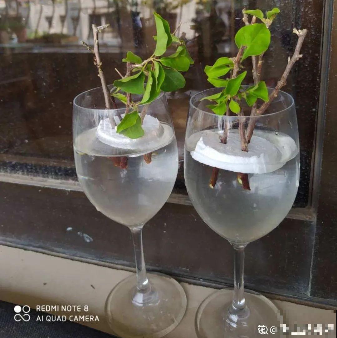 你扔的花,我捡回家,半个月起死回生! 你扔的花,我捡回家,半个月起死回生!