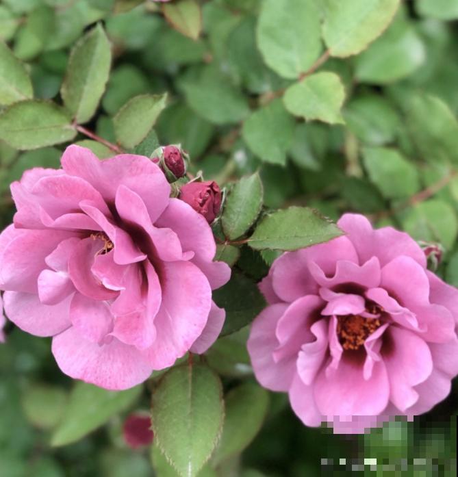 8款眼睛月季,花型独特,还有好闻的香味! 8款眼睛月季,花型独特,还有好闻的香味!