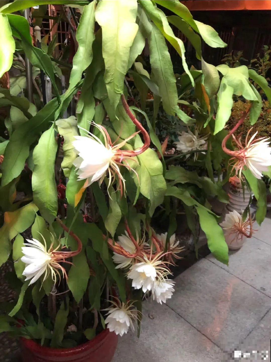 11种花,下个月就开花,现在养护是关键! 11种花,下个月就开花,现在养护是关键!