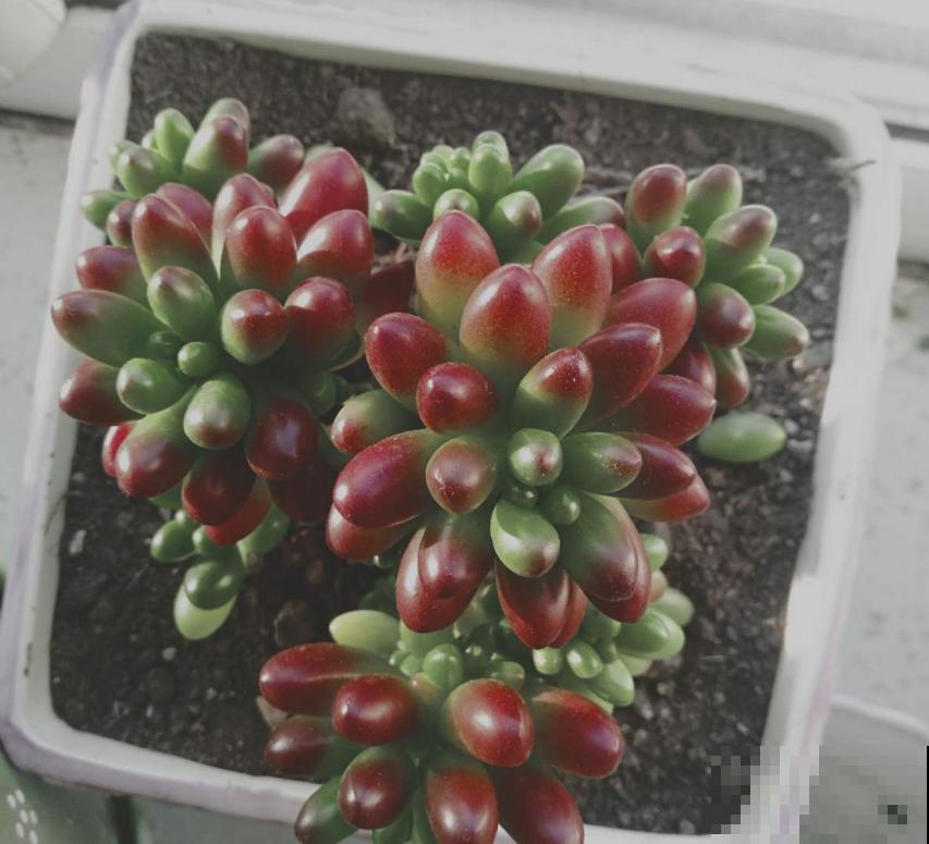 彩虹之玉这么养,肉嘟嘟,肥嫩嫩,红彤彤! 彩虹之玉这么养,肉嘟嘟,肥嫩嫩,红彤彤!