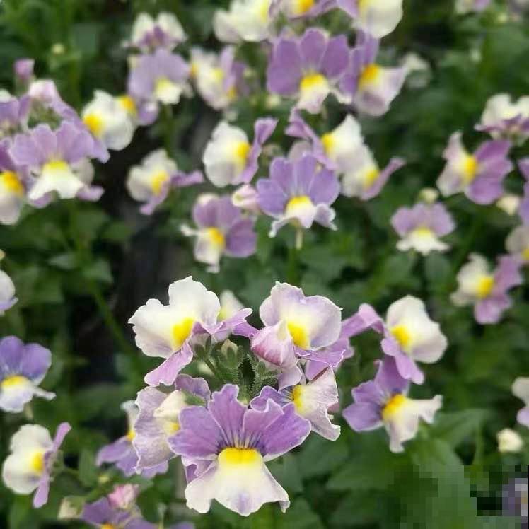 阳台新宠龙面花,花量超大颜色多,四季都开不停! 阳台新宠龙面花,花量超大颜色多,四季都开不停!