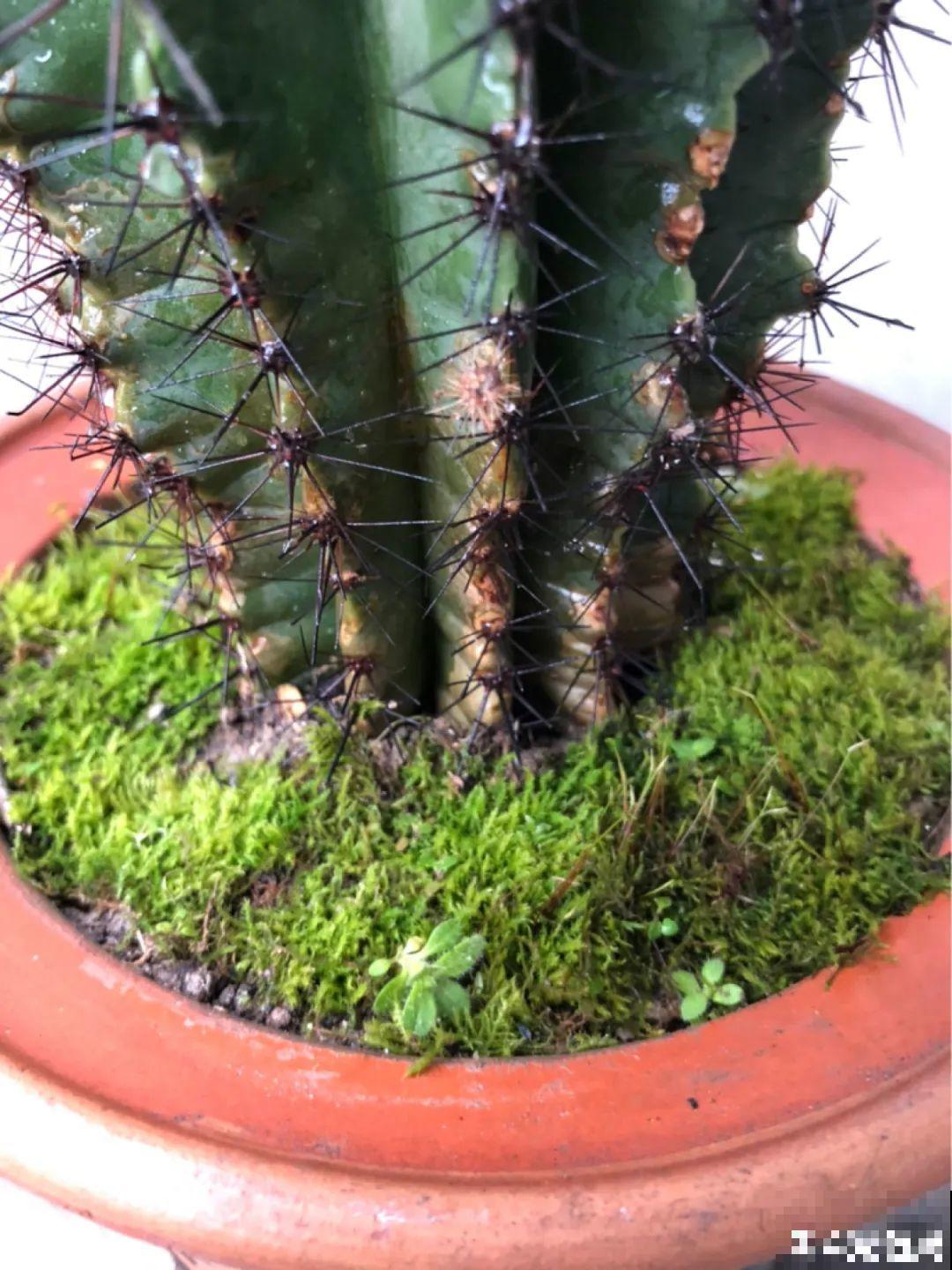 盆面冒杂草，到底拔不拔？