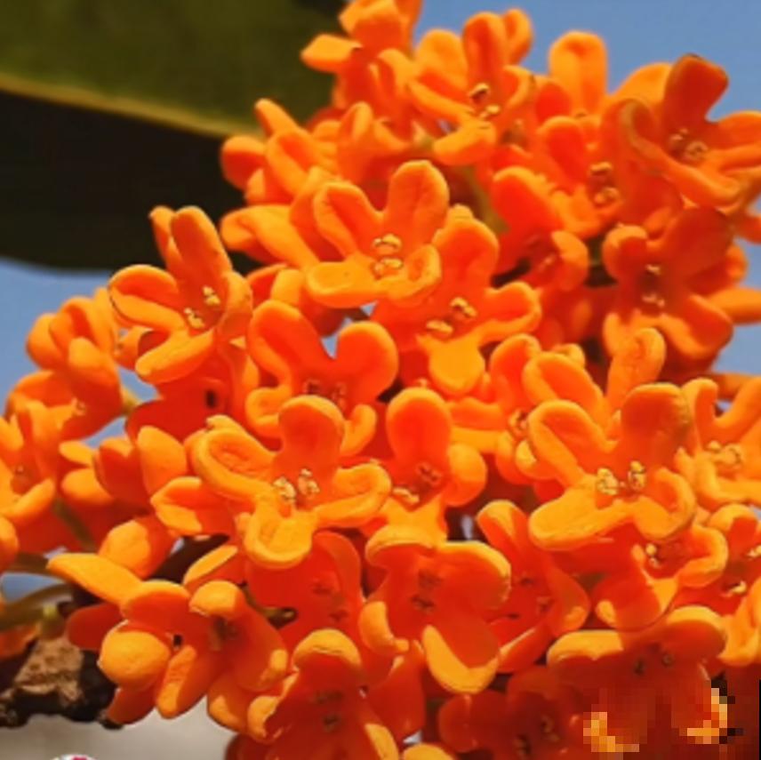 秋天修剪要慎重，这4种花不能随便剪，剪了就后悔！