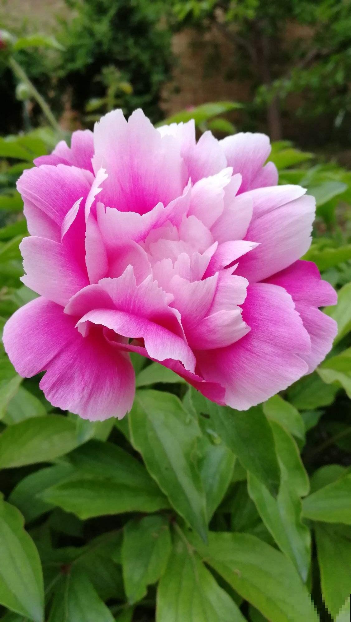 看惯了小花朵,养这5种花,开花大气惹人爱! 看惯了小花朵,养这5种花,开花大气惹人爱!