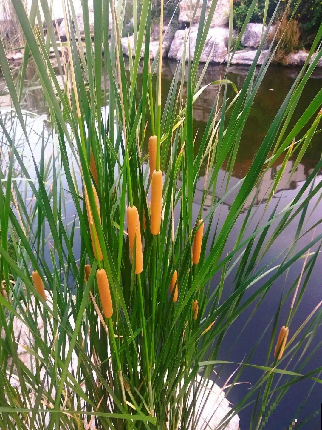 现在养风雨兰,大雨一淋,花开爆盆! 现在养风雨兰,大雨一淋,花开爆盆!